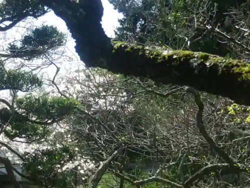 浄光明寺の自然