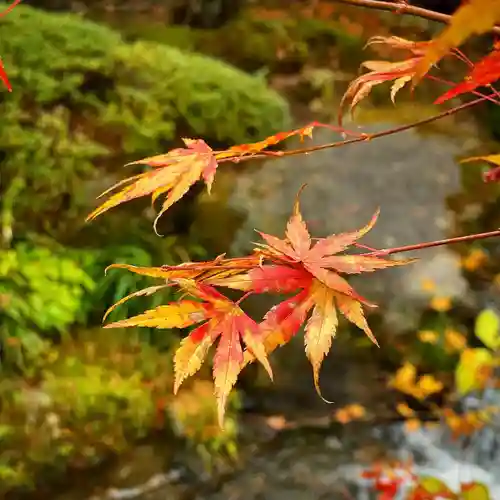 古峯神社の自然