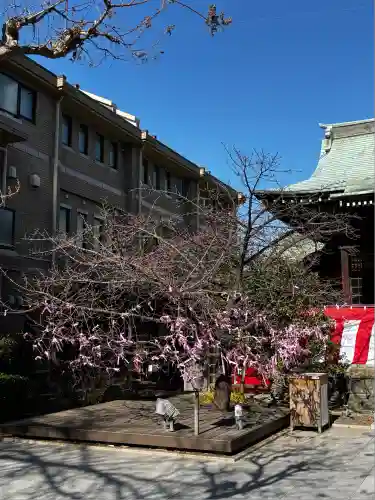 桜神宮(東京都)