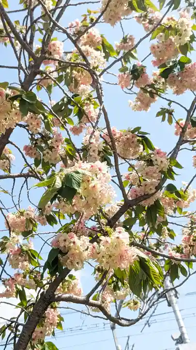 六孫王神社(京都府)