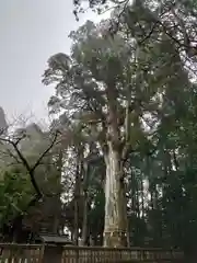 霧島神宮の自然