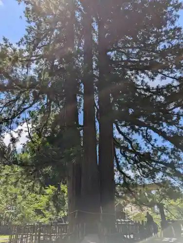 戸隠神社中社(長野県)