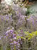 常照院(曼陀羅寺塔頭)の自然