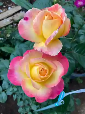 艫神社(茨城県)