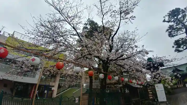 桜神宮の自然