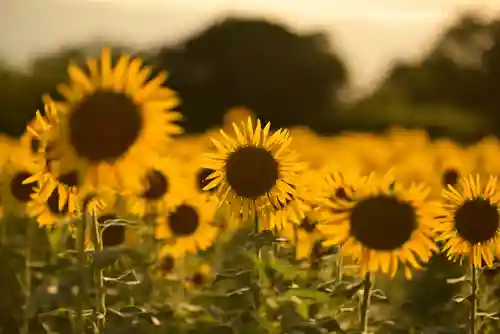 座間神社(神奈川県)