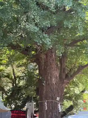 花園神社の{uncategorized: "未分類", other: "その他", undefined: "問題あり", building: "その他建物", grave: "お墓", sacred_gate: "鳥居", guardian: "狛犬", statue: "像", buddha: "仏像", history: "歴史", nature: "自然", garden: "庭園", animal: "動物", pagoda: "塔", temizu: "手水舎", mountain_gate: "山門・神門", sanctuary: "本殿・本堂", subordinate: "末社・摂社", art: "芸術", scenery: "景色", jizo: "地蔵", ema: "絵馬", goshuin: "御朱印", omikuji: "おみくじ", items: "授与品その他", amulet: "お守り", goshuincho: "御朱印帳", eats: "食事", festival: "お祭り", votive_dance: "神楽", shichigosan: "七五三参", wedding: "結婚式", experience: "体験その他", initially: "初詣", around: "周辺", anti_infection: "感染症対策"}
