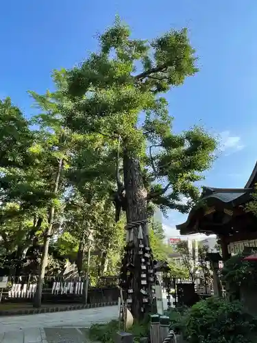 素盞雄神社の自然