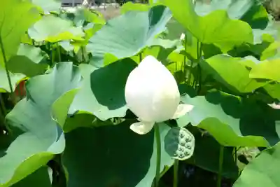 金蓮寺(兵庫県)