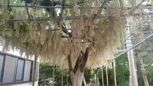 白旗神社(西御門)の{uncategorized: "未分類", other: "その他", undefined: "問題あり", building: "その他建物", grave: "お墓", sacred_gate: "鳥居", guardian: "狛犬", statue: "像", buddha: "仏像", history: "歴史", nature: "自然", garden: "庭園", animal: "動物", pagoda: "塔", temizu: "手水舎", mountain_gate: "山門・神門", sanctuary: "本殿・本堂", subordinate: "末社・摂社", art: "芸術", scenery: "景色", jizo: "地蔵", ema: "絵馬", goshuin: "御朱印", omikuji: "おみくじ", items: "授与品その他", amulet: "お守り", goshuincho: "御朱印帳", eats: "食事", festival: "お祭り", votive_dance: "神楽", shichigosan: "七五三参", wedding: "結婚式", experience: "体験その他", initially: "初詣", around: "周辺", anti_infection: "感染症対策"}