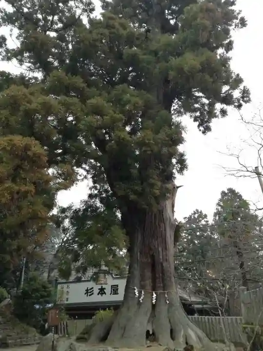 筑波山神社の自然