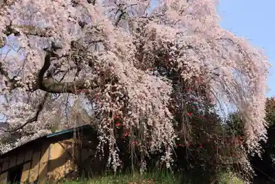 貝山薬師堂の自然