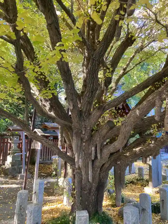 秩父神社の自然