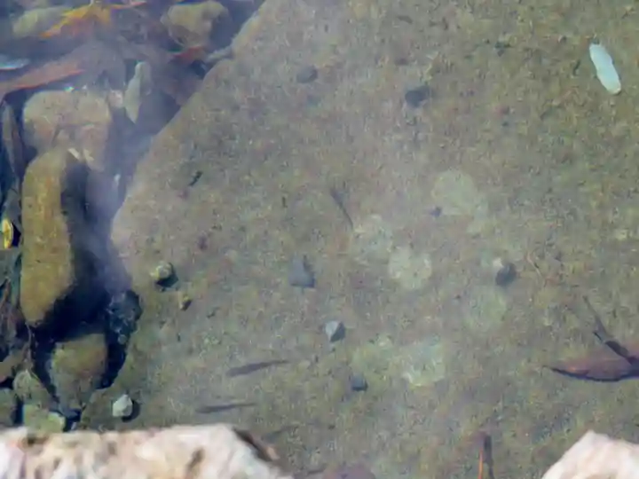 伊勢神宮内宮(皇大神宮)の自然