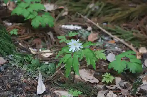磐椅神社の自然