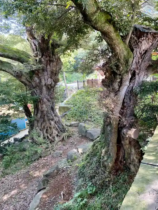 筑波山大御堂の自然