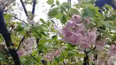 平野神社の自然