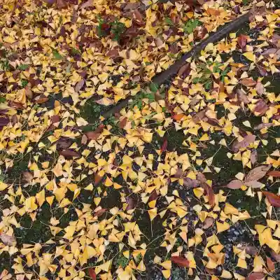 長浜八幡宮(滋賀県)