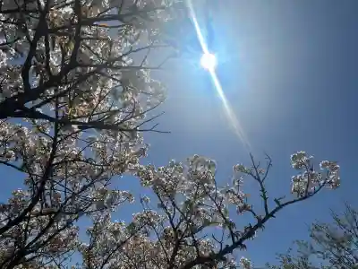 仁和寺の{uncategorized: "未分類", other: "その他", undefined: "問題あり", building: "その他建物", grave: "お墓", sacred_gate: "鳥居", guardian: "狛犬", statue: "像", buddha: "仏像", history: "歴史", nature: "自然", garden: "庭園", animal: "動物", pagoda: "塔", temizu: "手水舎", mountain_gate: "山門・神門", sanctuary: "本殿・本堂", subordinate: "末社・摂社", art: "芸術", scenery: "景色", jizo: "地蔵", ema: "絵馬", goshuin: "御朱印", omikuji: "おみくじ", items: "授与品その他", amulet: "お守り", goshuincho: "御朱印帳", eats: "食事", festival: "お祭り", votive_dance: "神楽", shichigosan: "七五三参", wedding: "結婚式", experience: "体験その他", initially: "初詣", around: "周辺", anti_infection: "感染症対策"}