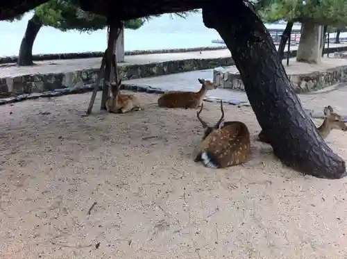 厳島神社の動物