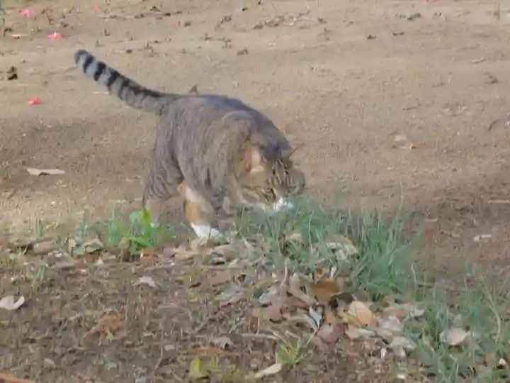 鎌数伊勢大神宮の動物