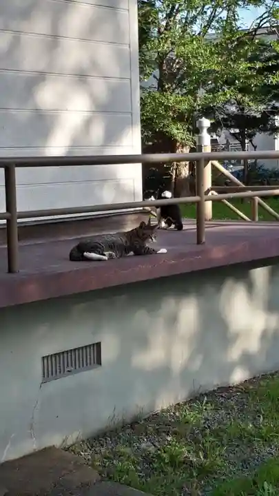 豊浦神社の動物