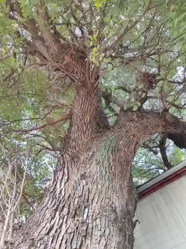 菰江村社(大阪府)