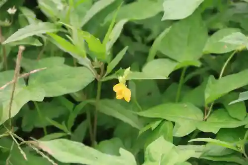 大六天麻王神社の自然