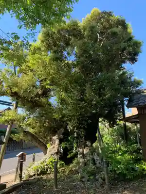 駒形神社(千葉県)