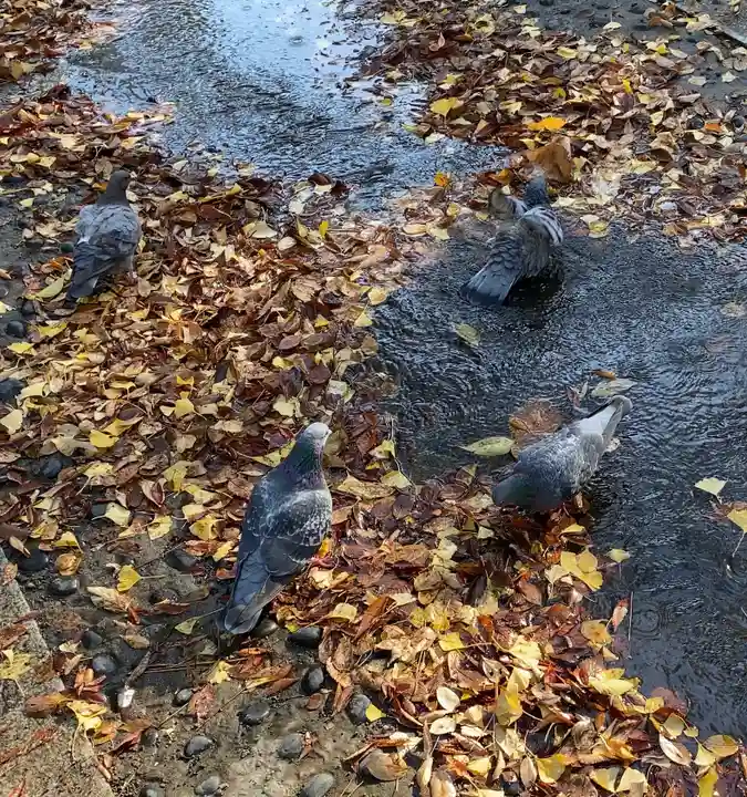 平塚八幡宮(神奈川県)