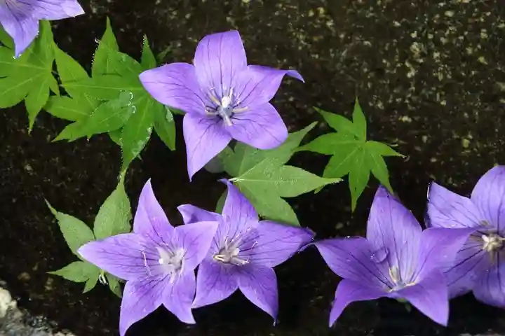 鹿島大神宮の手水舎