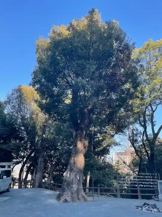 一宮神社の自然