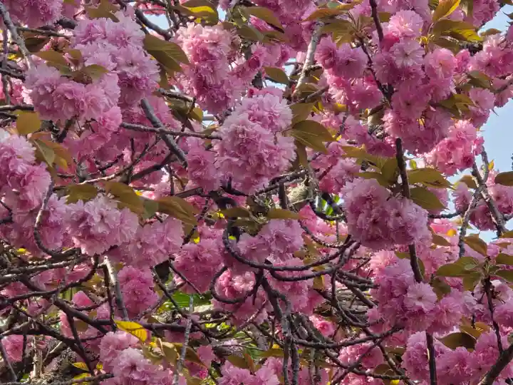 元本坊 本願院(開山坊)(奈良県)