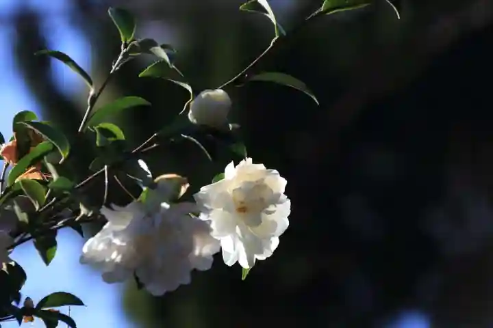 豊景神社の庭園
