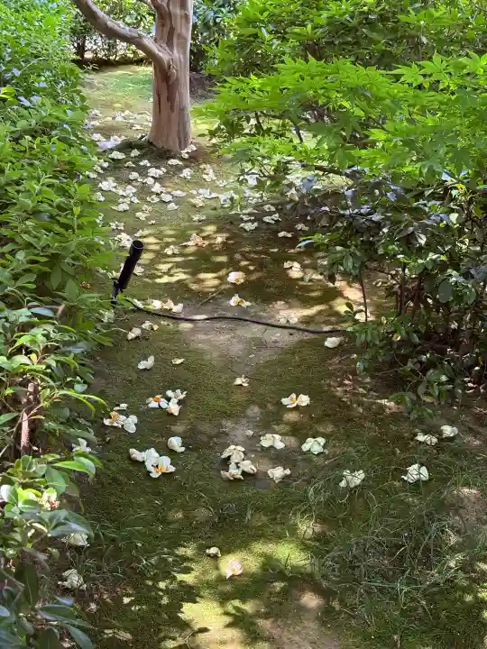 退蔵院(京都府)