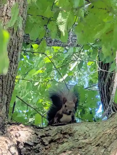 角田神社(北海道)