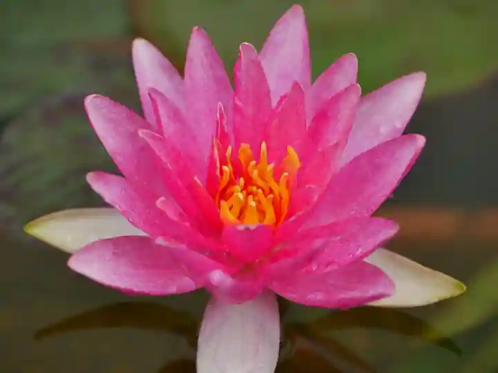 極楽山 浄土寺の自然