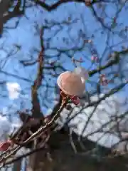 手稲神社(北海道)