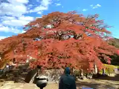 西善寺の庭園