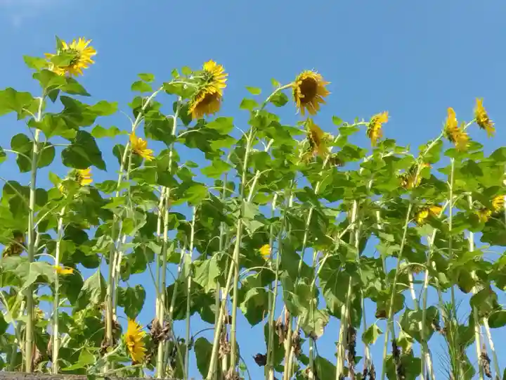 伊勢山皇大神宮(神奈川県)