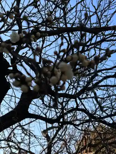 湯島天満宮の自然