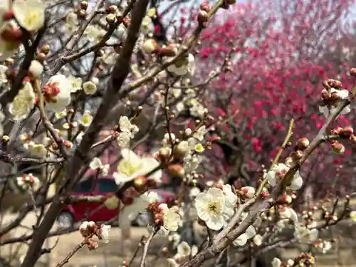 岡崎天満宮(愛知県)