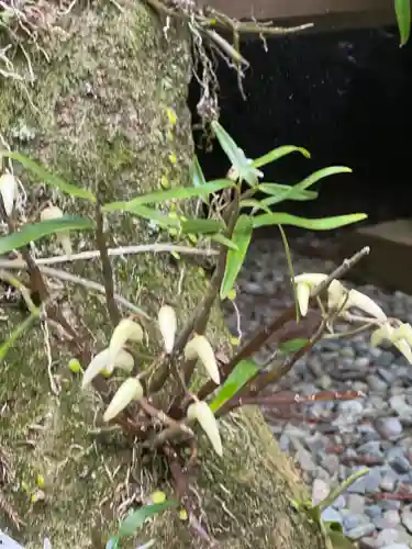 須山浅間神社の自然