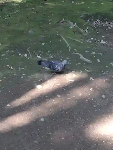 赤坂氷川神社の動物