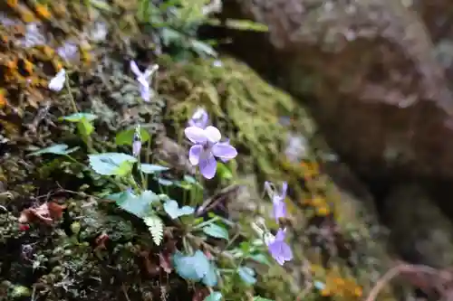 室生寺の自然