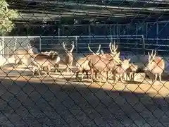 鹿島神宮の動物