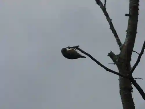 留辺蘂神社の動物