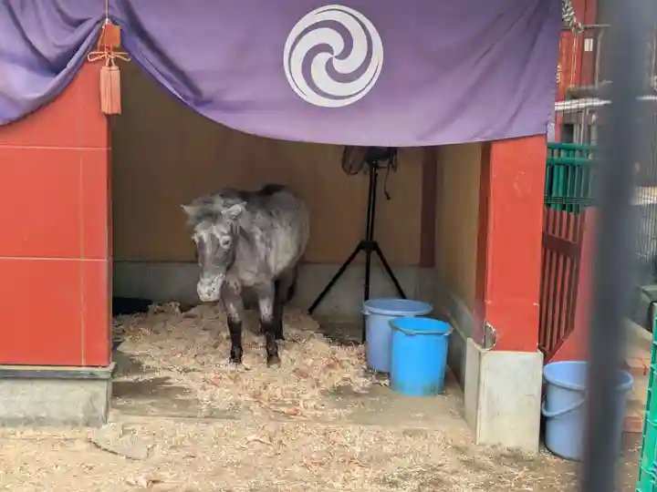 神田神社(神田明神)の動物