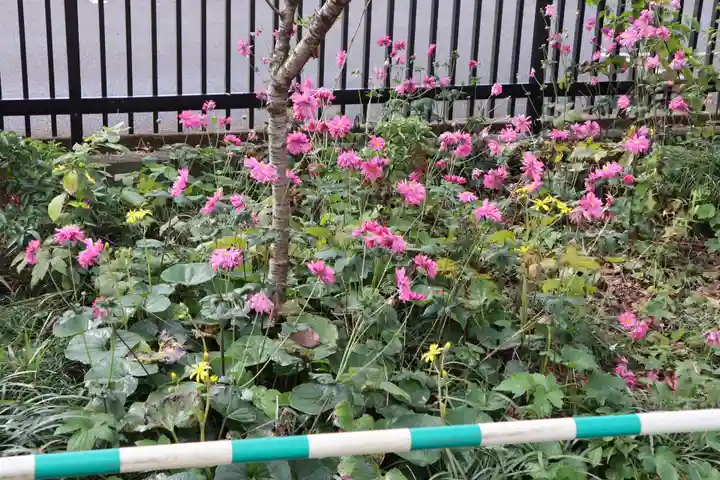 高麗神社の自然
