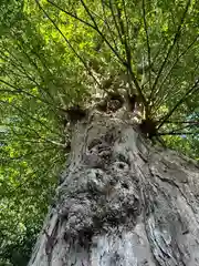 石見国一宮　物部神社(島根県)